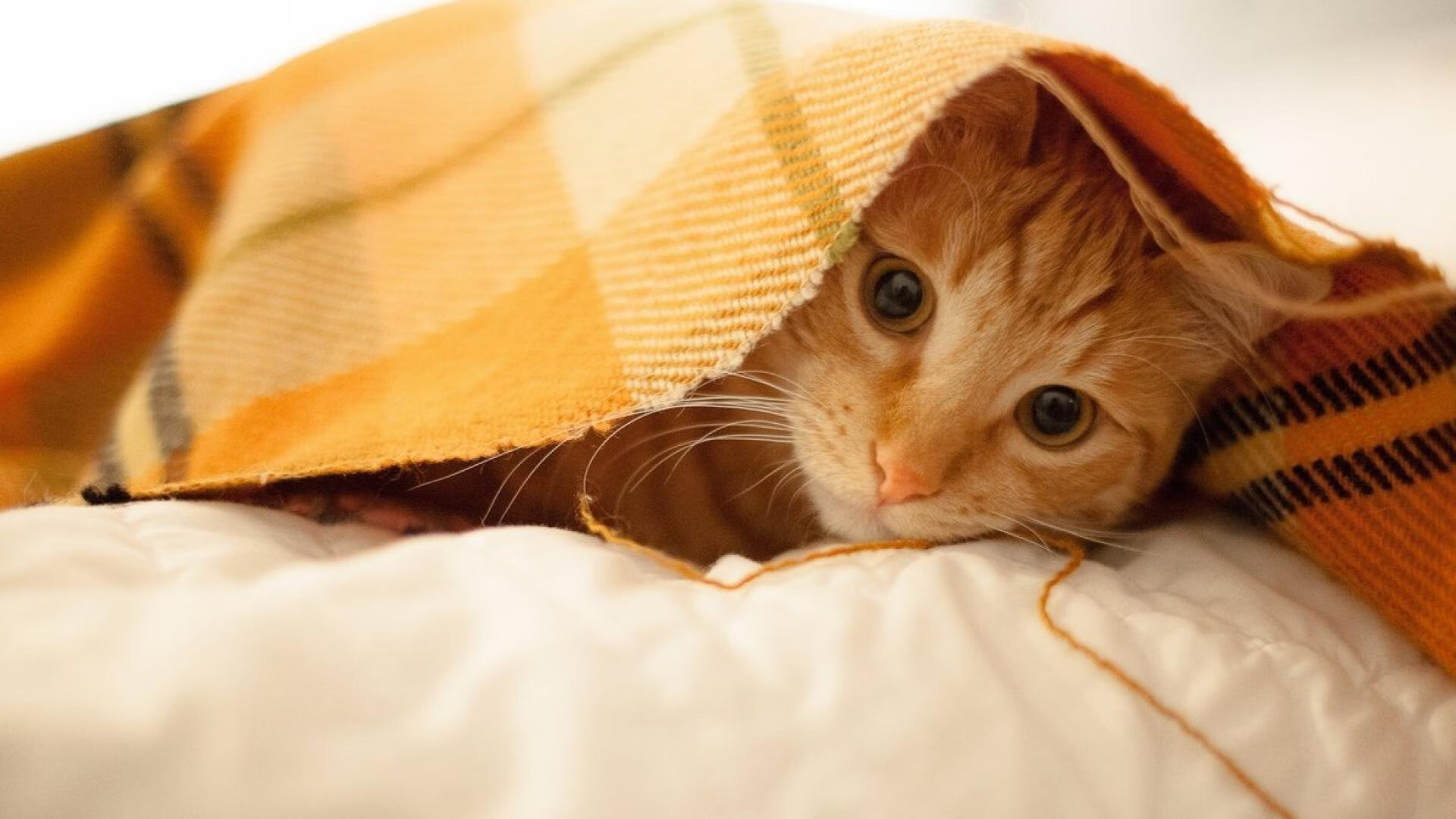 五大联赛是否调整换人策略强化节奏连续性,哪些联赛可以换5人