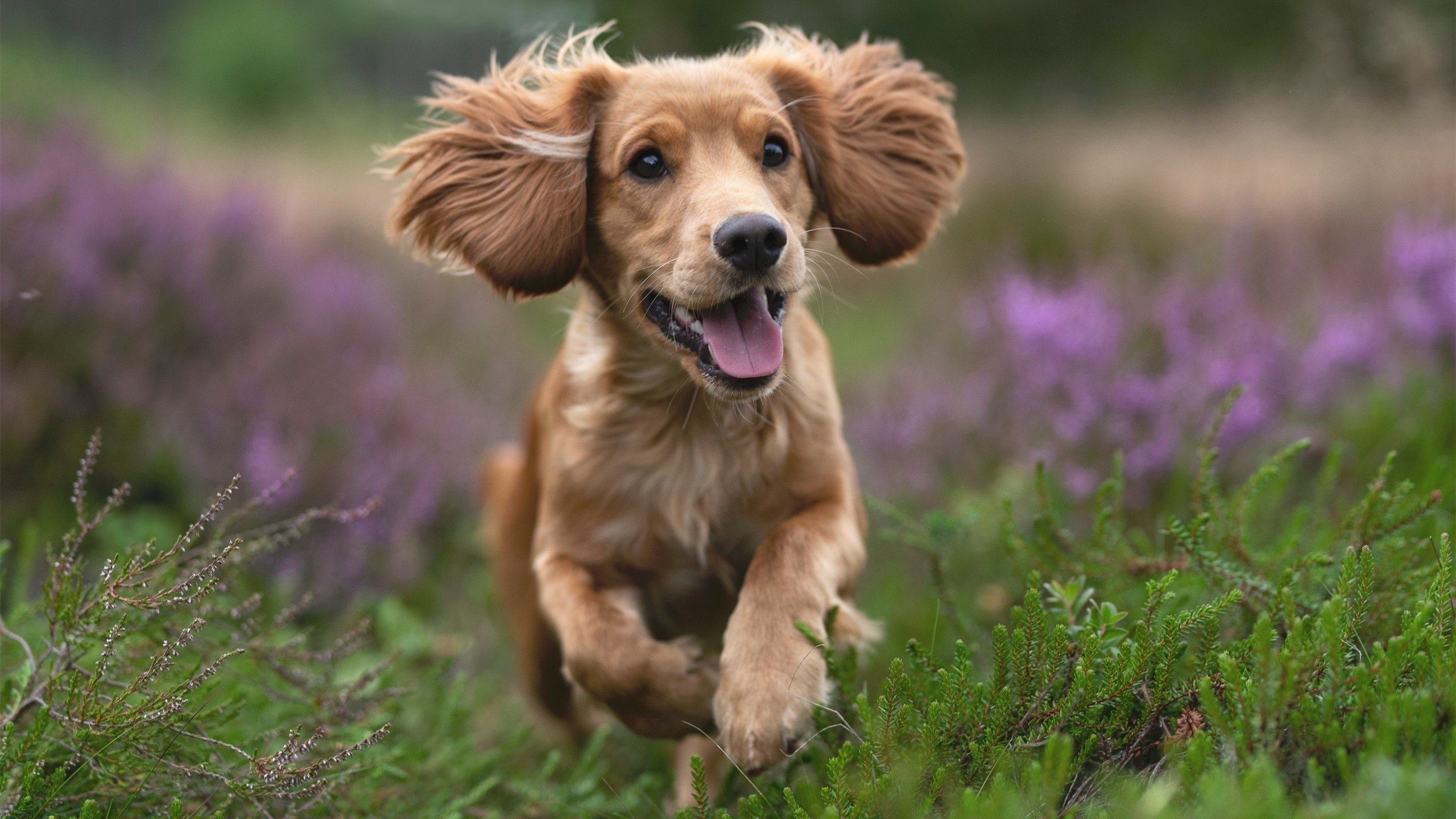 五大联赛长传转移战术对空间撕裂效果的对比分析