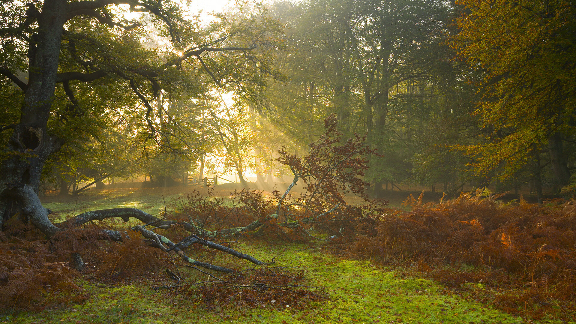 北京鸭积极引入年轻球员培养新生力量，北京鸭业有限公司