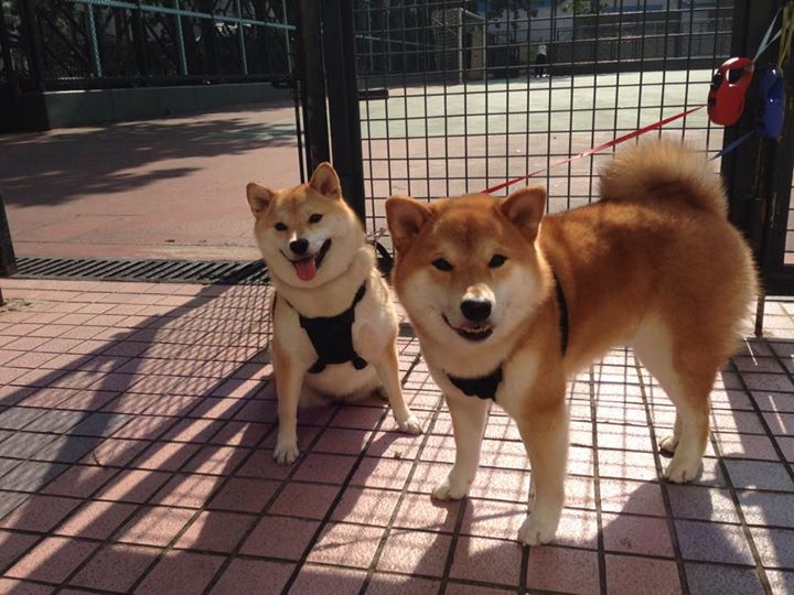 开云体育足球-格鲁吉亚女篮在欧洲锦标赛中奋勇争夺，赢得尊重