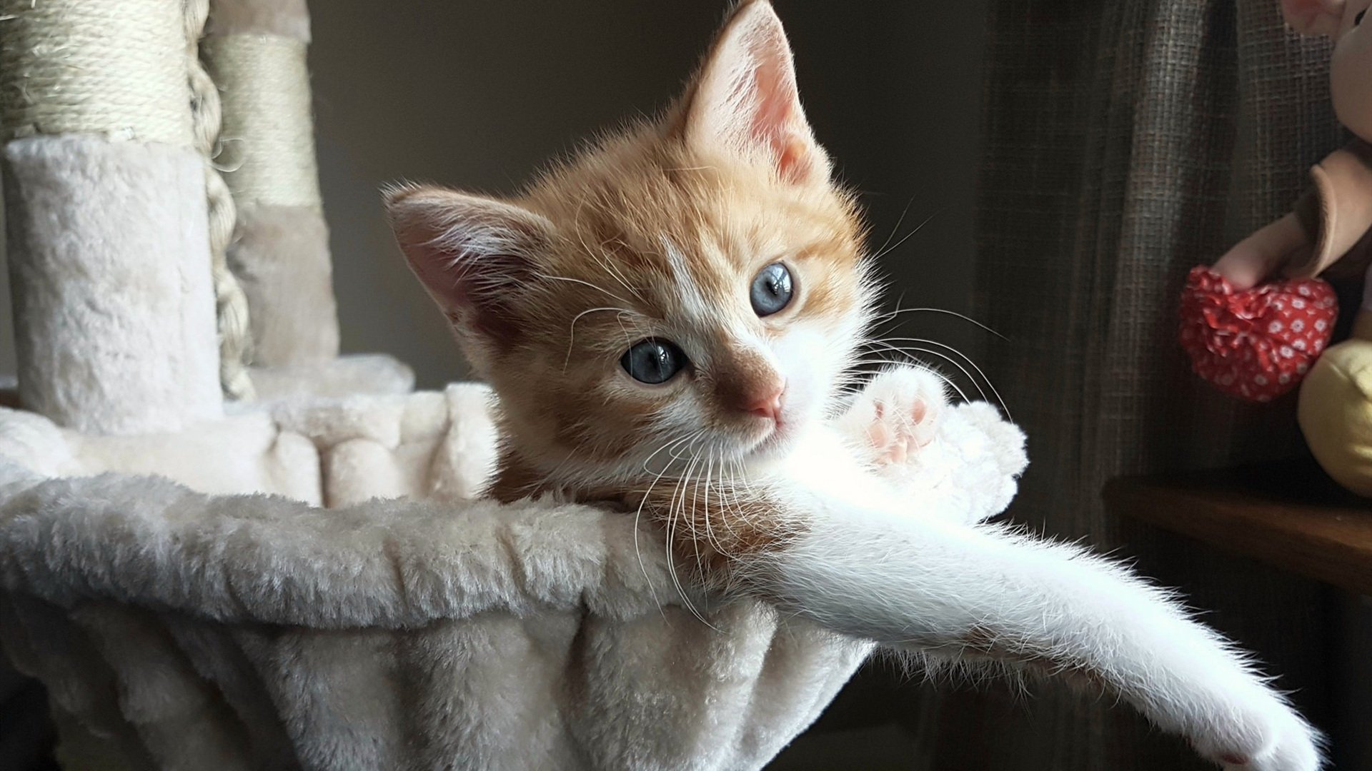 开云在线入口-法甲外援适应法国足球文化记录，法甲能上几个外援