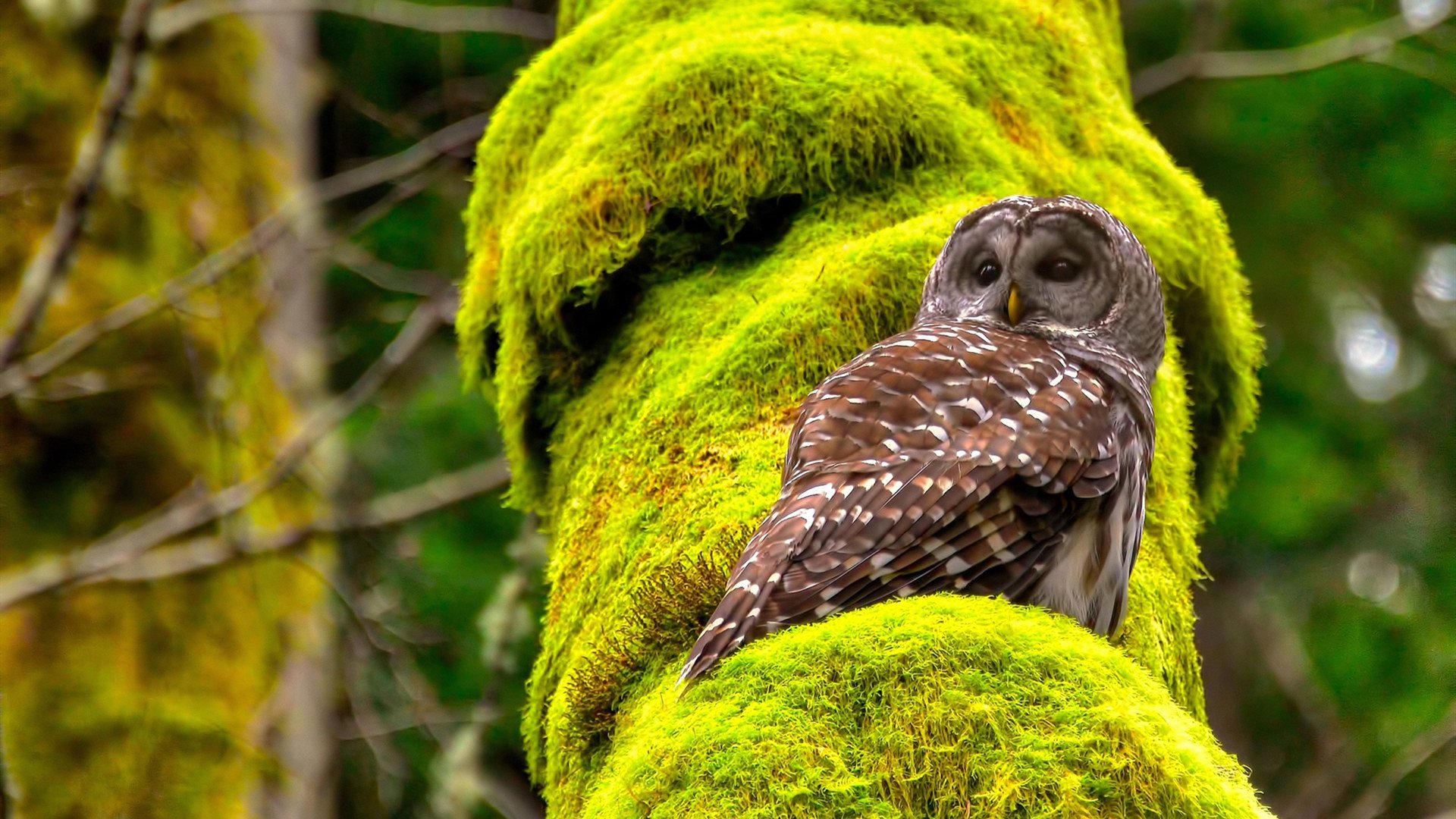 篮球联赛宣传活动覆盖多个城市地标,篮球赛活动宣传怎么写