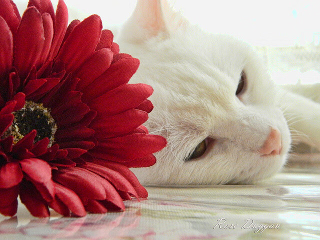 跨界合作推广足球主题的文化旅游节,增强品牌影响力,推广足球运动