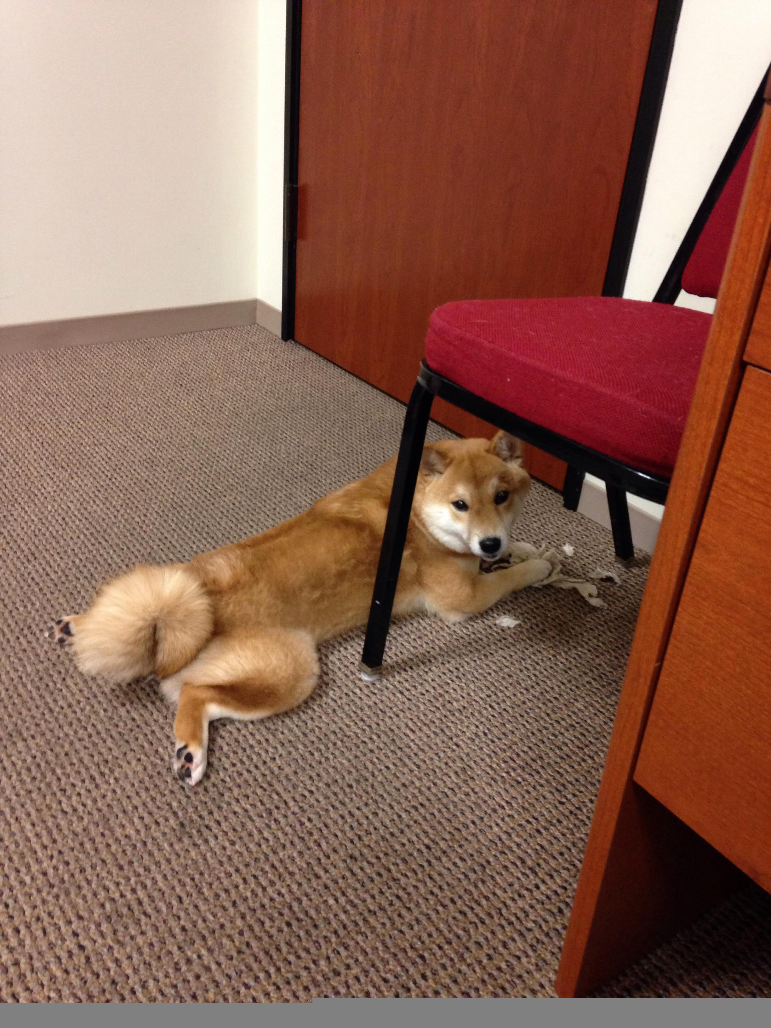 开云体育官网在线-跳水发挥稳定摩纳哥晋级四强，摩纳哥奥运