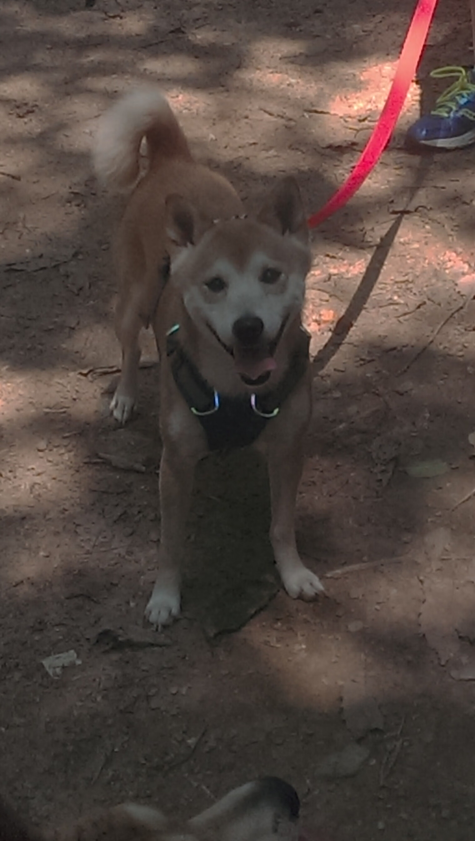 开云体育登录-青少年篮球人才库建设加速推动梯队体系逐步完善，青少年篮球协会