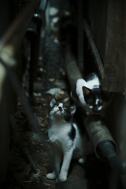 麦克沃伊:50米蝶泳是一场速度艺术,游泳 麦克沃伊