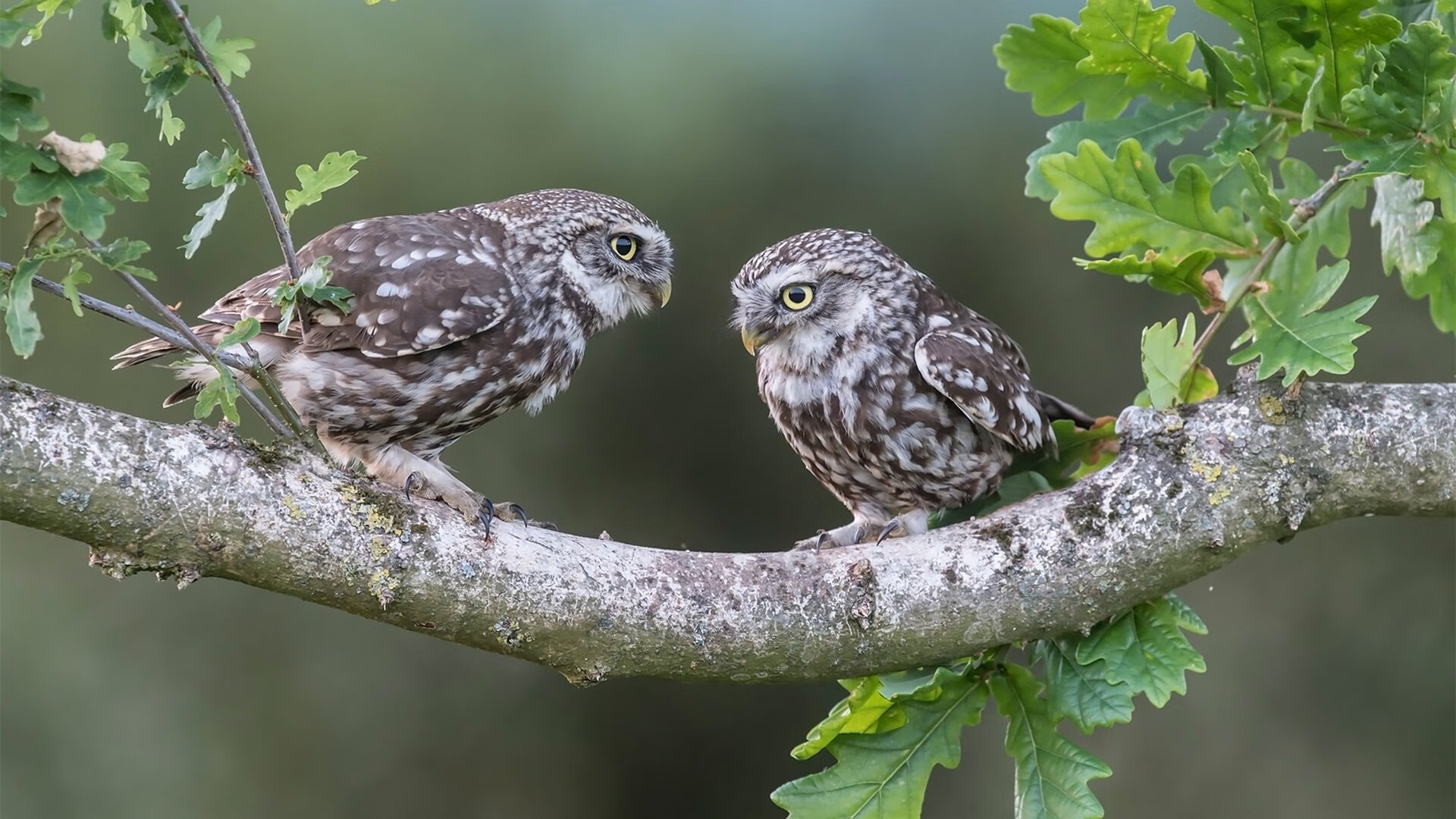 开云在线入口-Ward 高速突破，令对手防不胜防